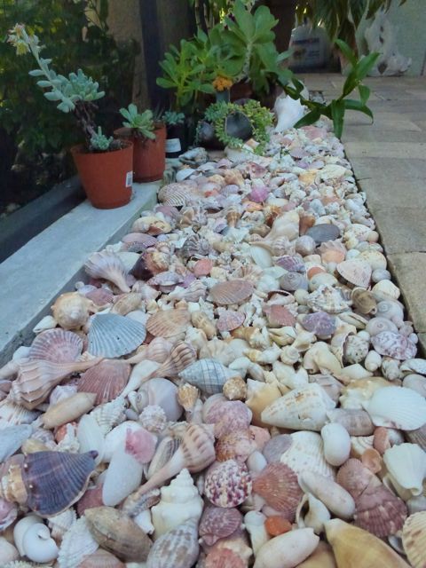 Seashell garden edging is ideal for a beachside or seaside garden, it's an easy idea to rock.