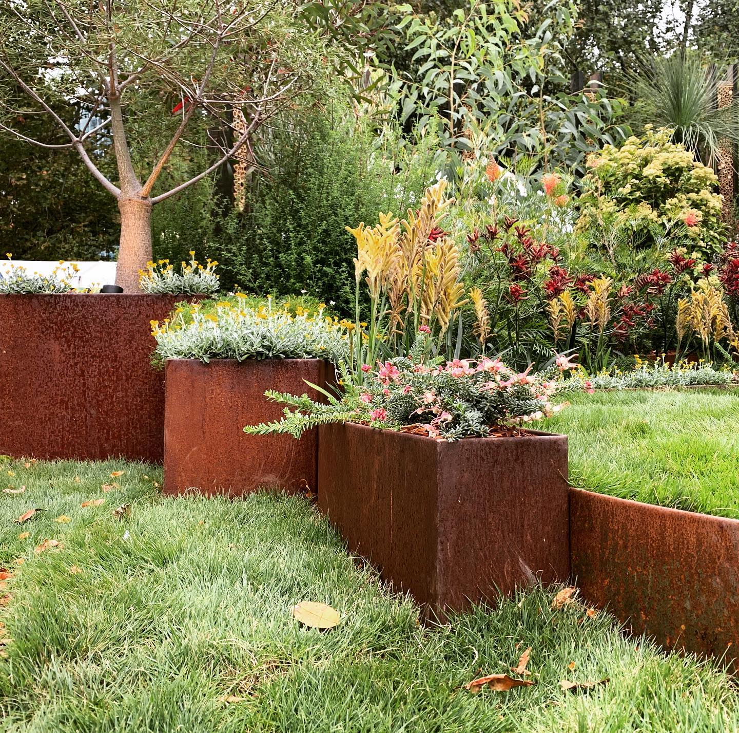 The combination of corten steel planters and lush, untamed greenery gives this garden a beautifully organic feel. The deep rust tones of the metal contrast with the fresh greens and delicate flowers, making it a great choice for modern landscaping with a touch of warmth.
(@limelightlandscape).