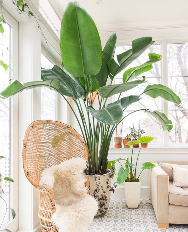 A large fiddle leaf fig brings natural drama to the corner of this bright room—balanced by warm textures and soft light from the windows.

(@candacesellsatx).