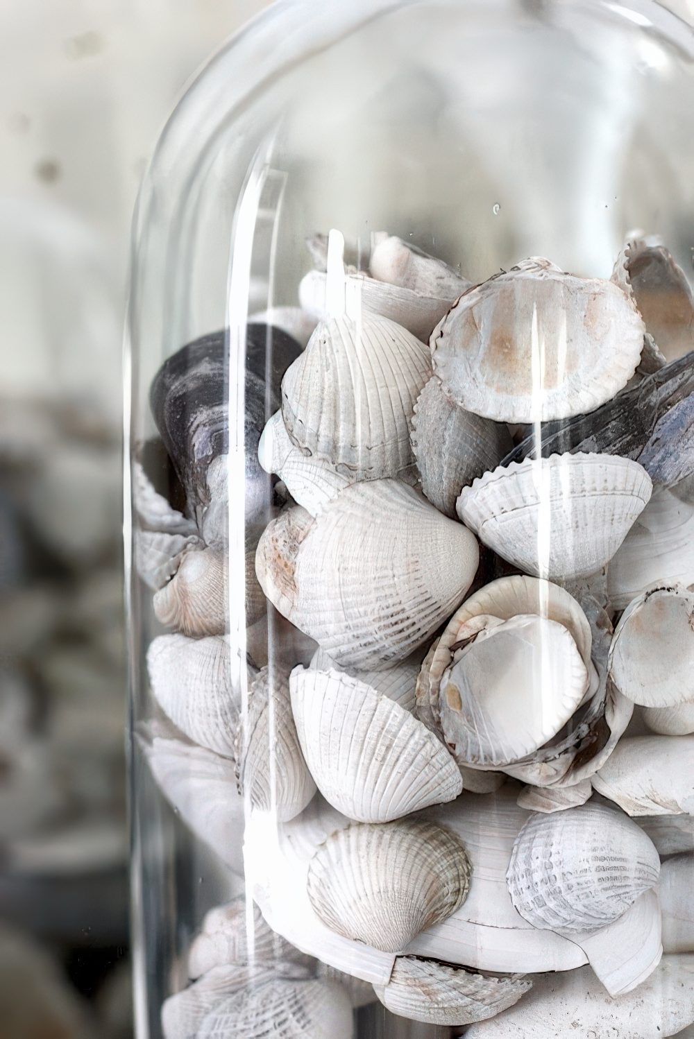 A cloche with natural seashells is a nice decoration or centerpiece for any space, it feels and looks very modern.