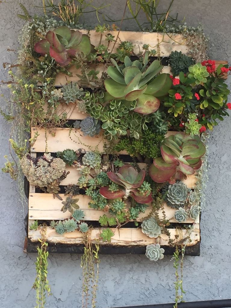 This vertical garden attached to the wall is made of a pallet, where succulents are growing.
