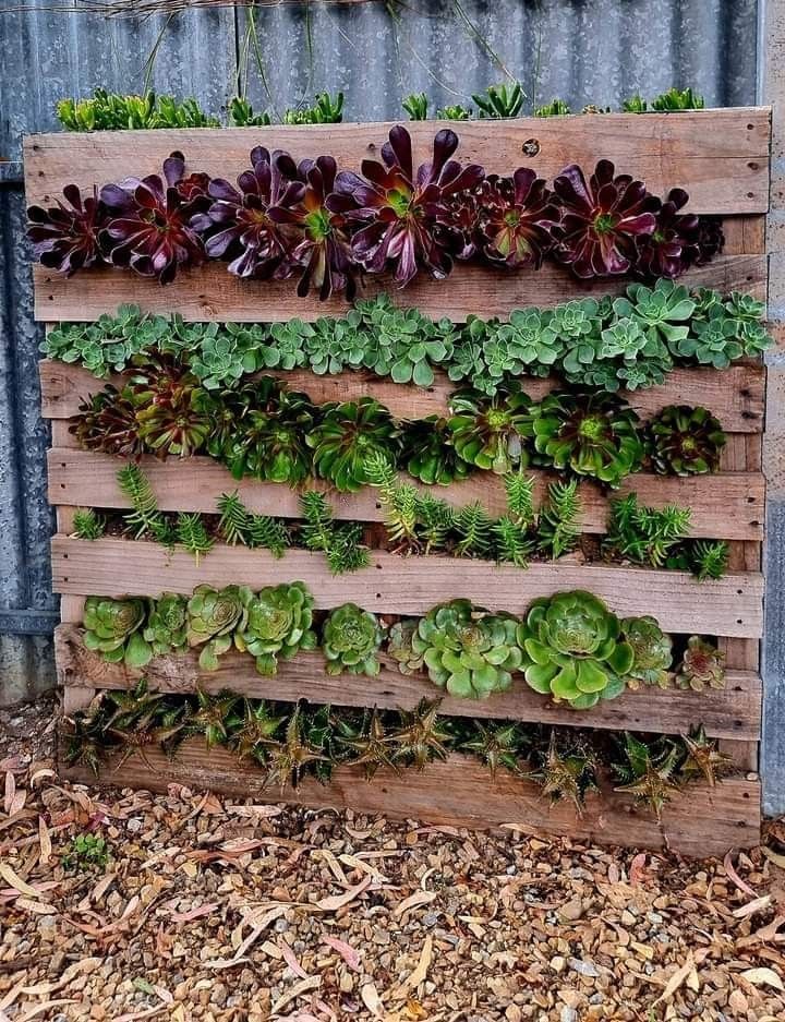 Succulents are very popular, and you can make a succulent garden using pallets.